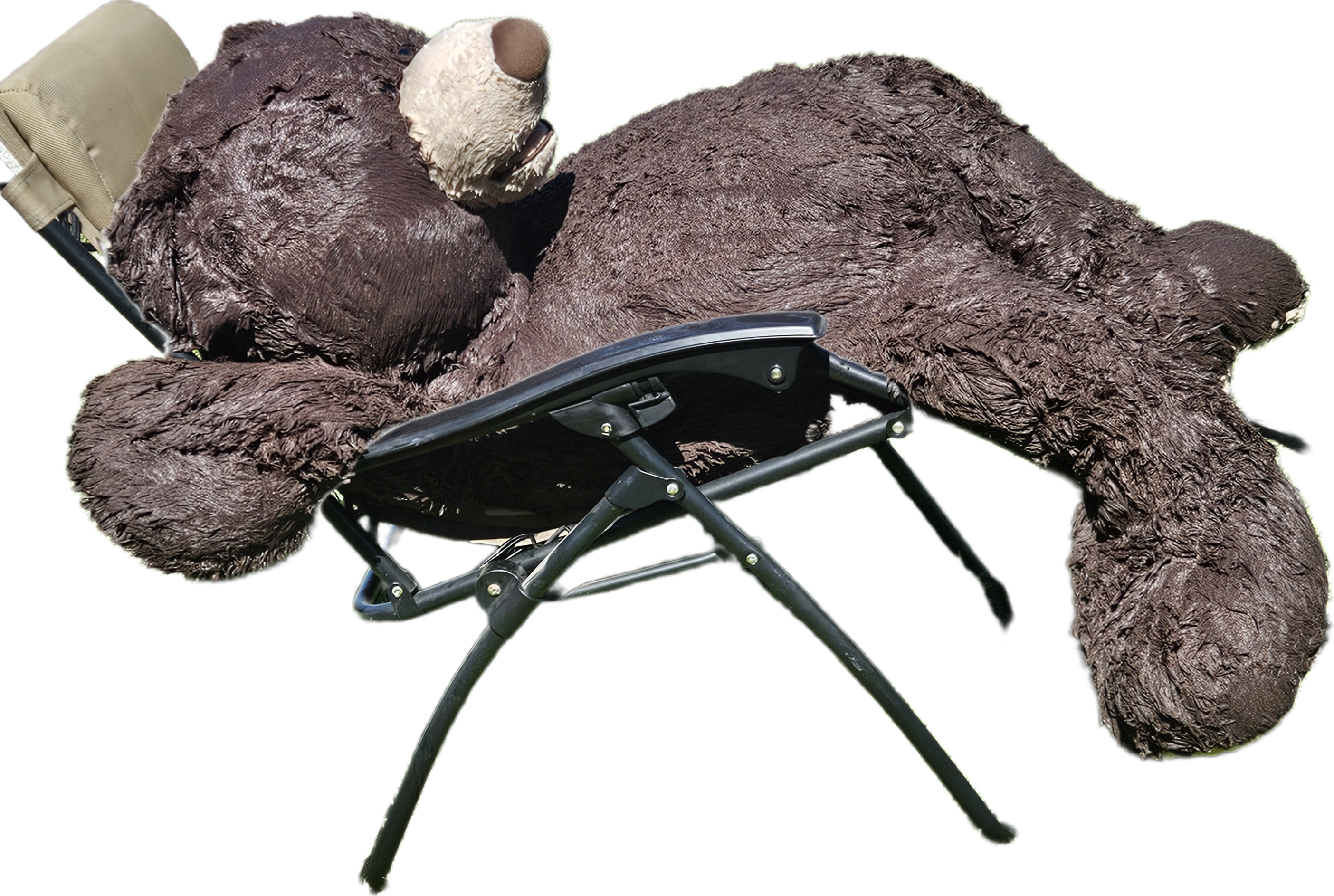 Over 4 feet tall brown teddy bear, shiny with water after a bath, lying nearly horizontal on an army green folding char